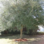 Amazing Tree in Front Yard